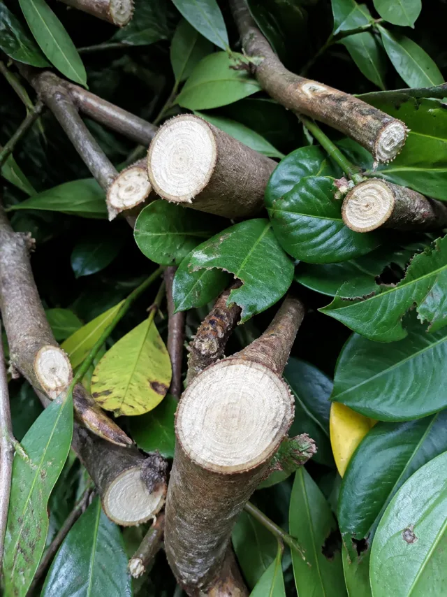 Close-up of freshly cut laurel branches with pale sawn ends among green leaves